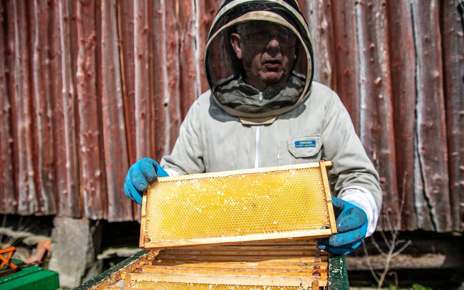 Gunnar Landegren med en utbyggd ram med tomma celler som ska fyllas med honung. Varje ram har cirka 5 000 celler.